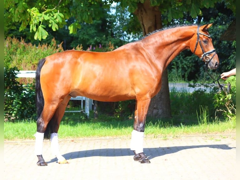 Hanoverian Gelding 5 years 16,2 hh Brown in Selsingen