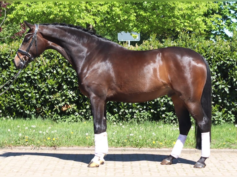 Hanoverian Gelding 5 years 16.2 hh Brown in Selsingen