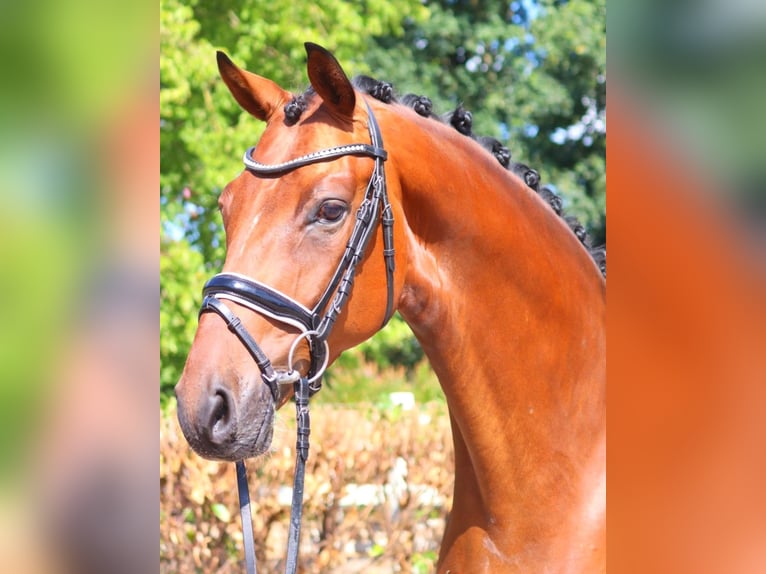 Hanoverian Gelding 5 years 16,2 hh Brown in Selsingen