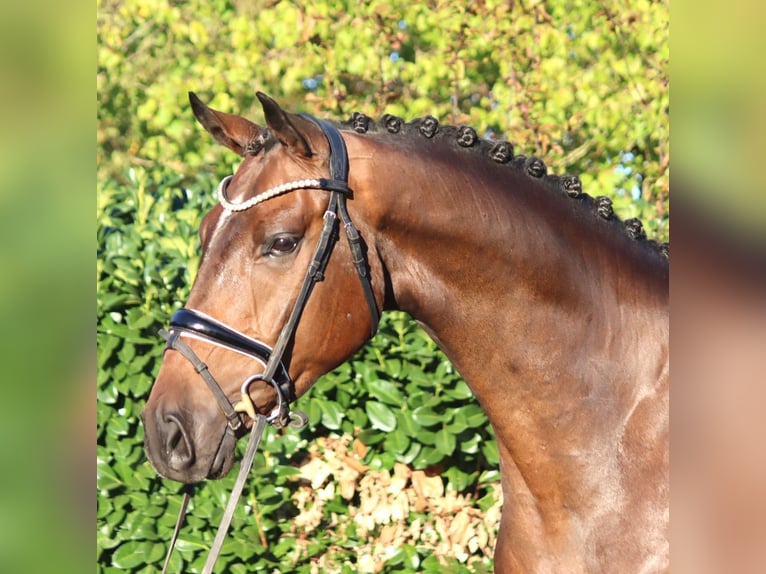 Hanoverian Gelding 5 years 16.2 hh Brown in Selsingen