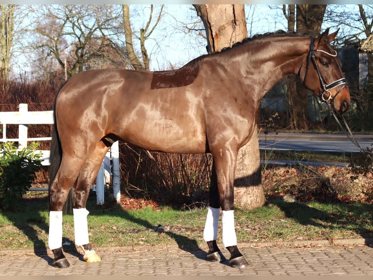 Hanoverian Gelding 5 years 16.2 hh Brown in Selsingen