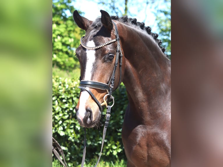 Hanoverian Gelding 5 years 16.2 hh Brown in Selsingen