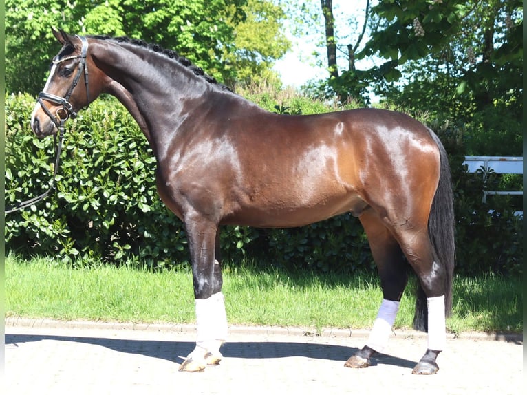 Hanoverian Gelding 5 years 16.2 hh Brown in Selsingen