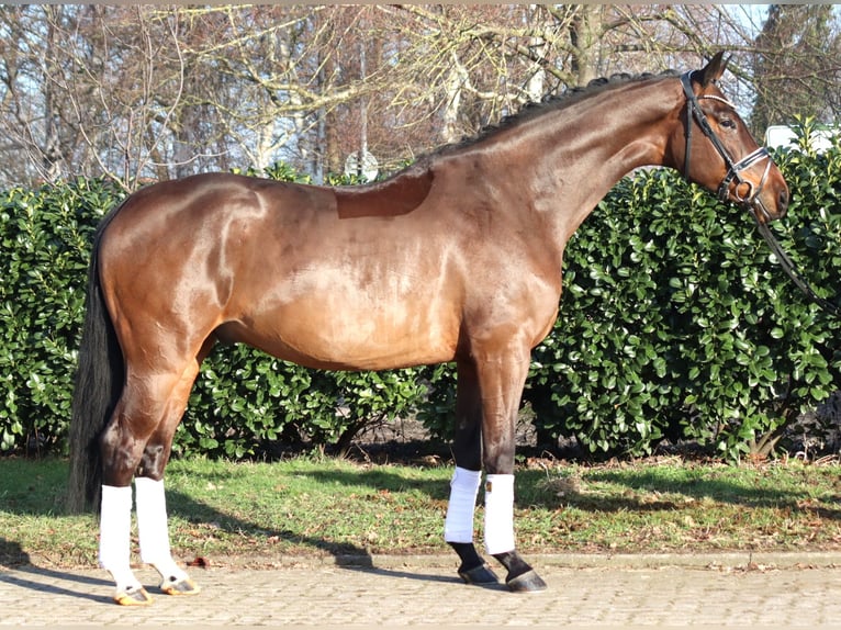 Hanoverian Gelding 5 years 16.2 hh Brown in Selsingen