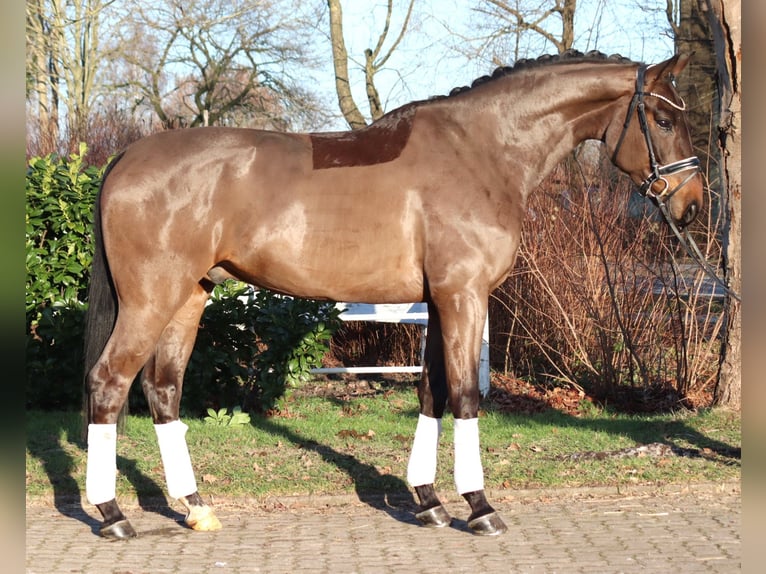 Hanoverian Gelding 5 years 16.2 hh Brown in Selsingen