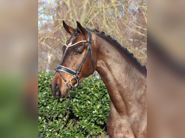 Hanoverian Gelding 5 years 16.2 hh Brown in Selsingen