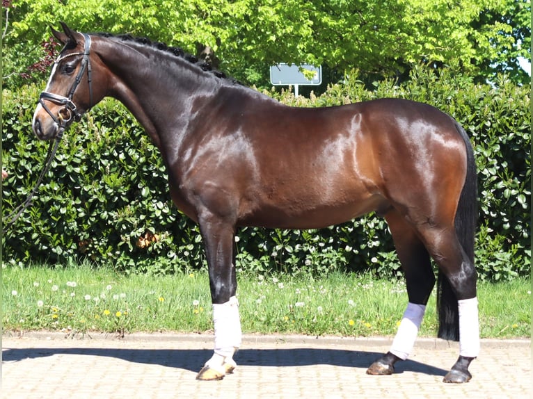 Hanoverian Gelding 5 years 16.2 hh Brown in Selsingen