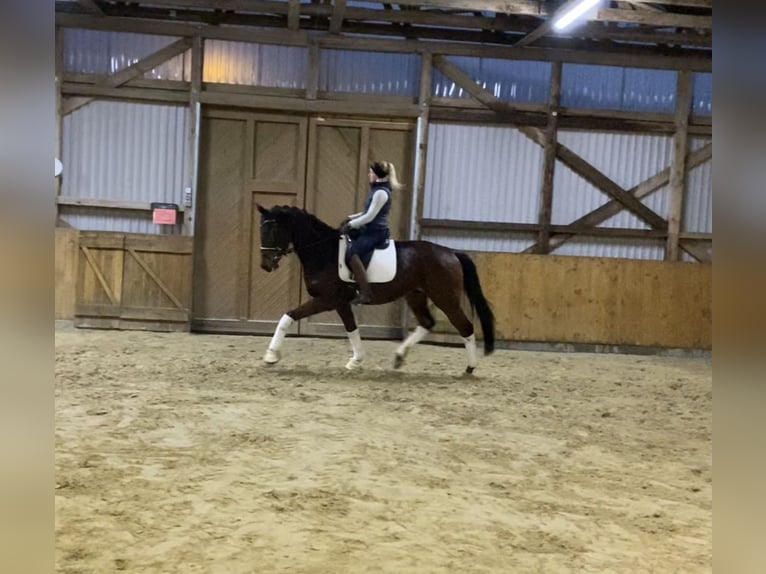 Hanoverian Gelding 5 years 16,2 hh Brown in Alfstedt