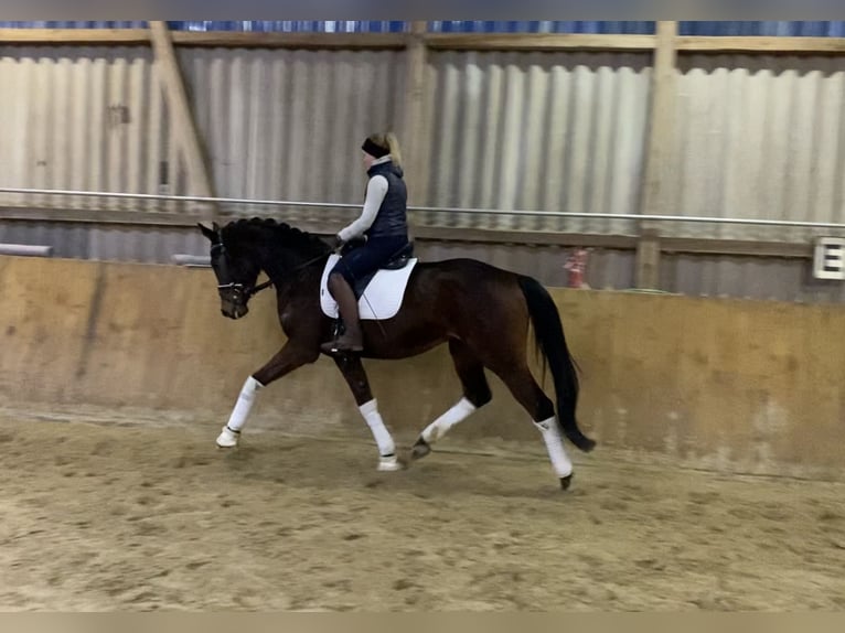 Hanoverian Gelding 5 years 16,2 hh Brown in Alfstedt