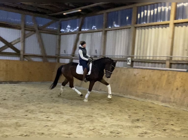 Hanoverian Gelding 5 years 16,2 hh Brown in Alfstedt