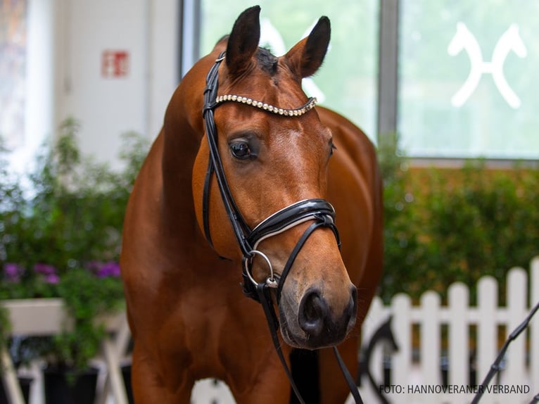 Hanoverian Gelding 5 years 16.2 hh Brown in Verden