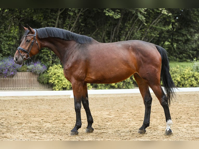 Hanoverian Gelding 5 years 16,2 hh Brown in Riedstadt