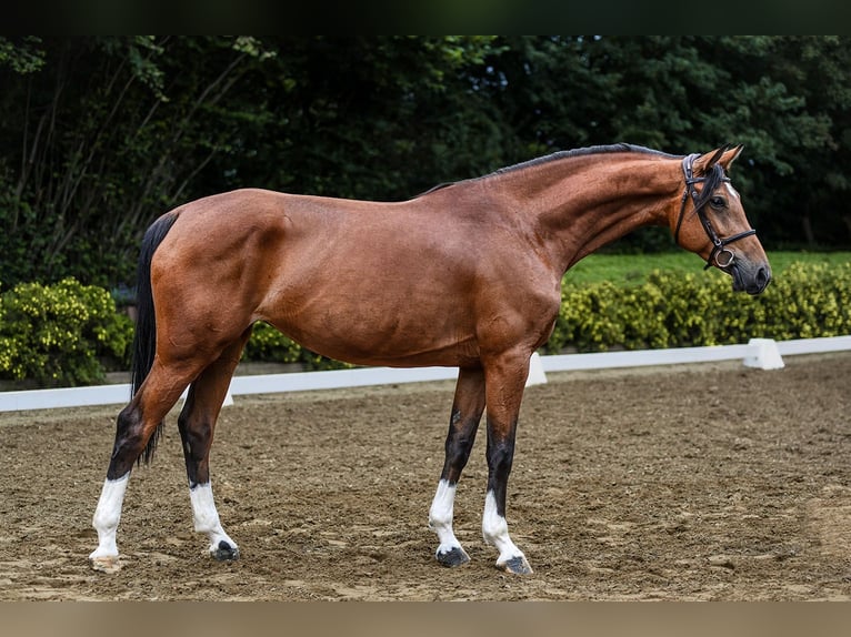 Hanoverian Gelding 5 years 16,2 hh Brown in Riedstadt