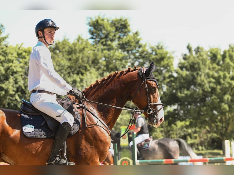 Hanoverian Gelding 5 years 16,2 hh Brown in Riedstadt