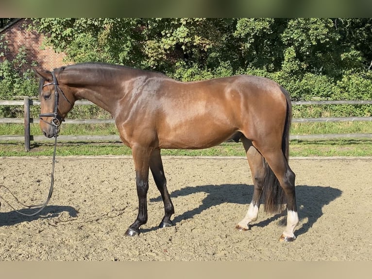 Hanoverian Gelding 5 years 16,2 hh Brown in Hoya