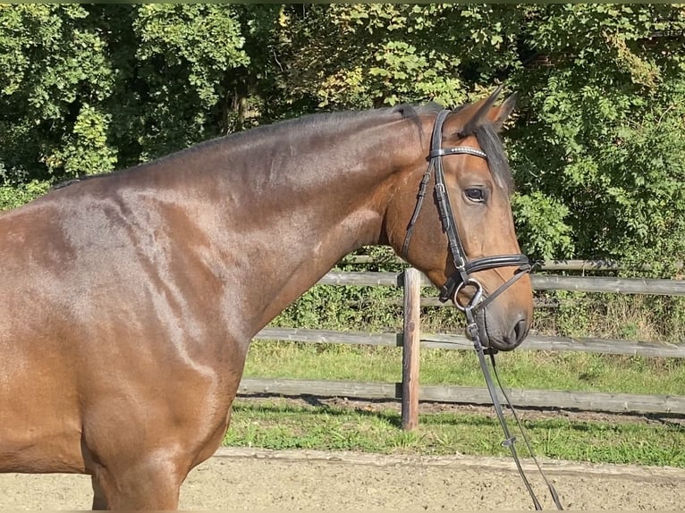 Hanoverian Gelding 5 years 16,2 hh Brown in Hoya