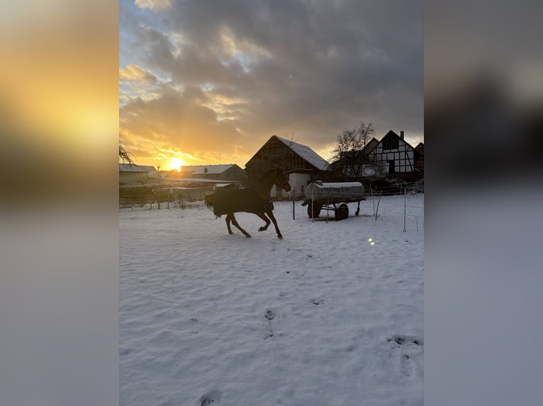 Hanoverian Gelding 5 years 16.2 hh Brown in Rosenthal