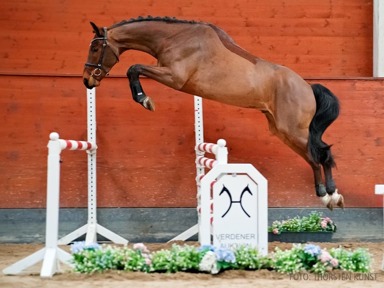 Hanoverian Gelding 5 years 16.2 hh Brown in Verden