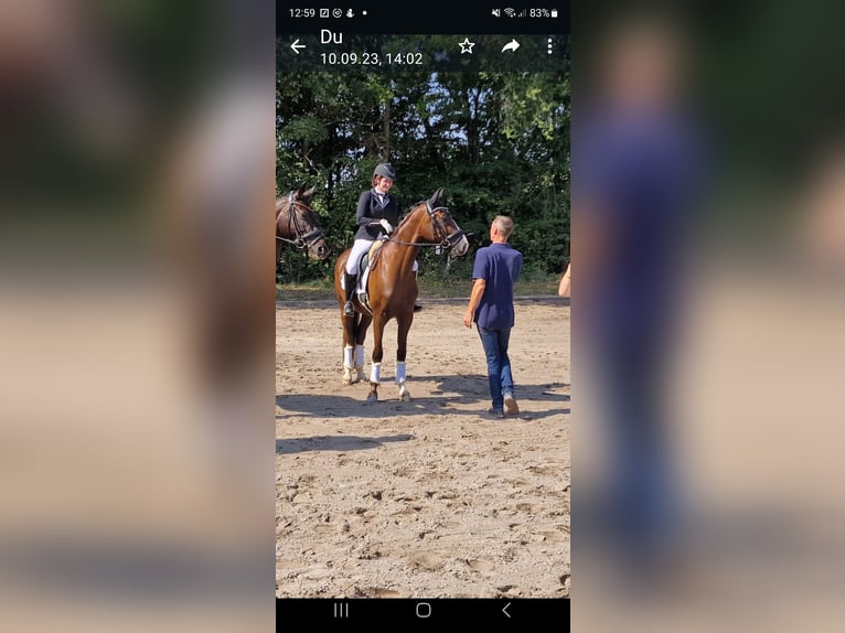 Hanoverian Gelding 5 years 16,2 hh Chestnut in Meerbusch