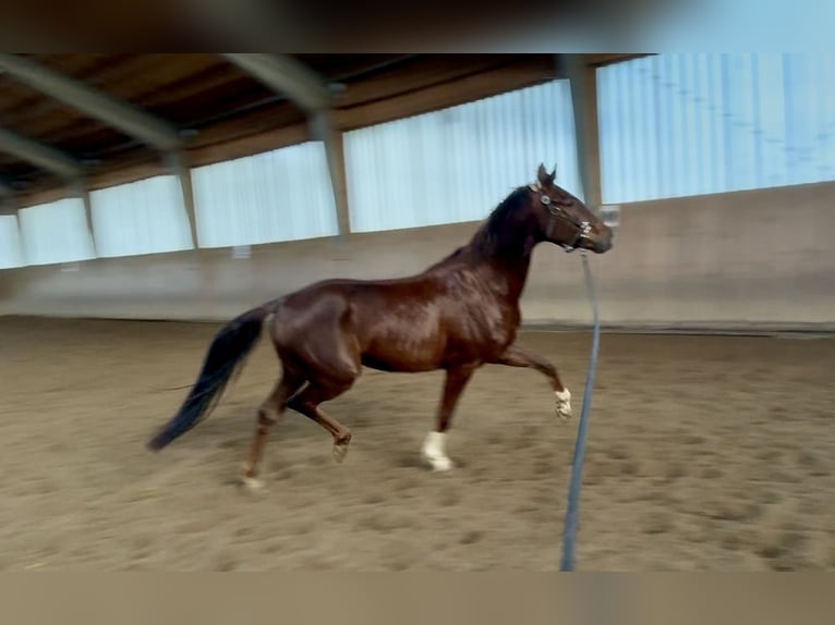 Hanoverian Gelding 5 years 16.2 hh Chestnut in Hohenbrunn