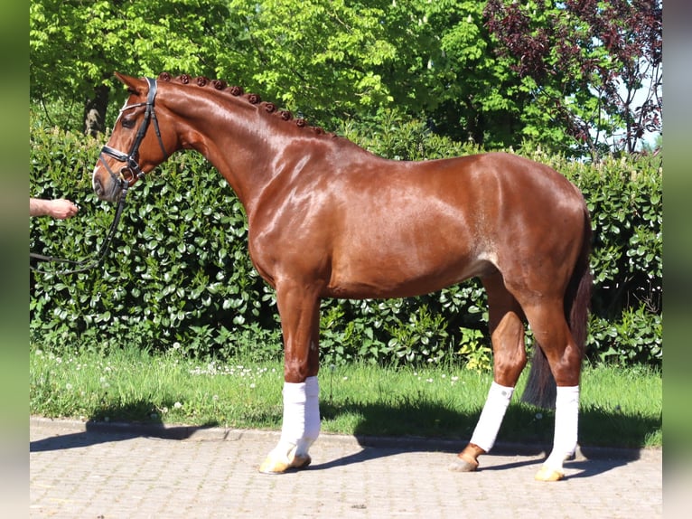 Hanoverian Gelding 5 years 16.2 hh Chestnut-Red in Selsingen