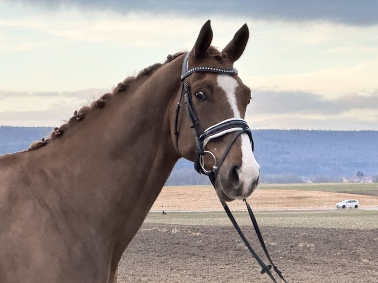 Hanoverian Gelding 5 years 16,2 hh Chestnut-Red in Riedlingen