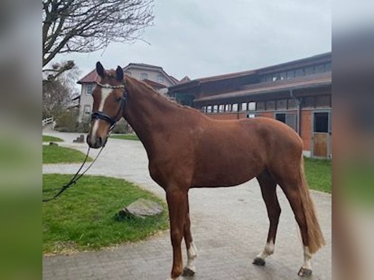 Hanoverian Gelding 5 years 16,2 hh Chestnut-Red in Seligenstadt