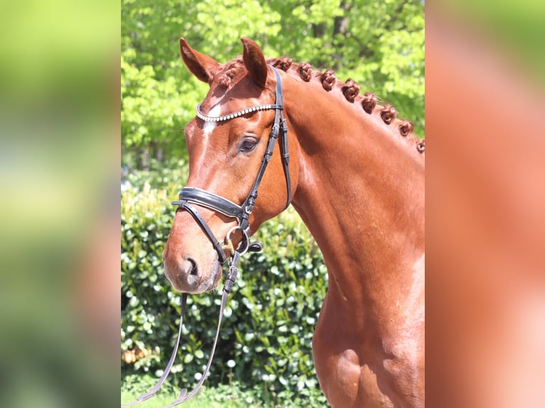 Hanoverian Gelding 5 years 16.2 hh Chestnut-Red in Selsingen
