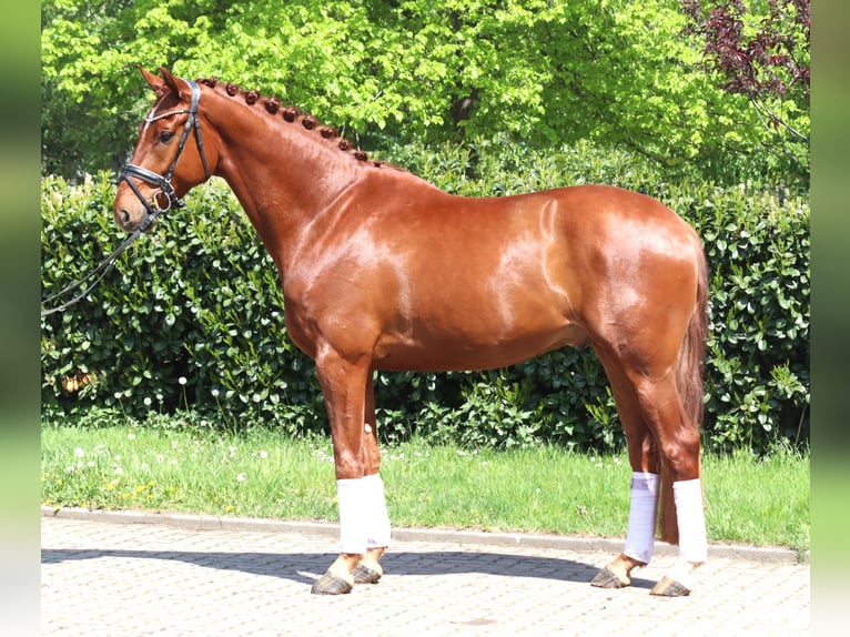 Hanoverian Gelding 5 years 16.2 hh Chestnut-Red in Selsingen