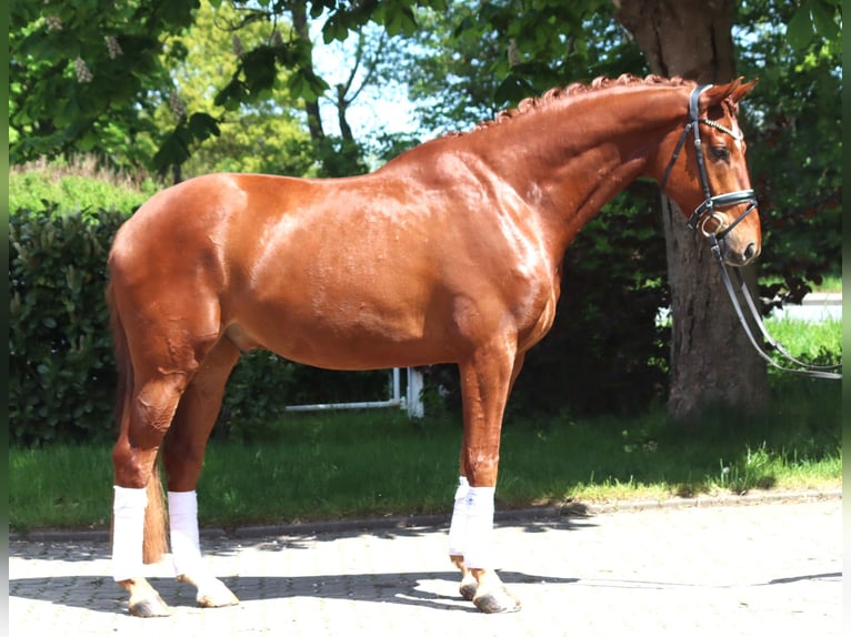 Hanoverian Gelding 5 years 16.2 hh Chestnut-Red in Selsingen