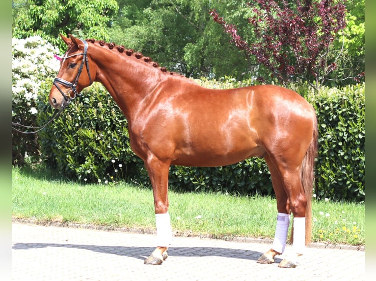 Hanoverian Gelding 5 years 16.2 hh Chestnut-Red in Selsingen