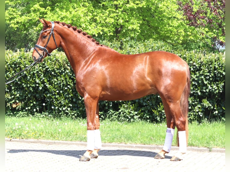 Hanoverian Gelding 5 years 16.2 hh Chestnut-Red in Selsingen