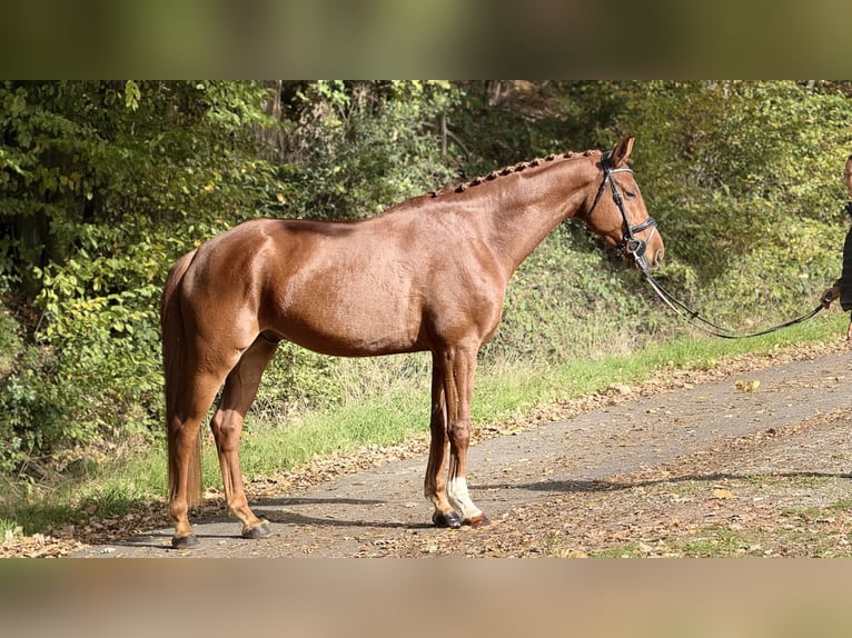 Hanoverian Gelding 5 years 16.2 hh Chestnut-Red in Schenklengsfeld