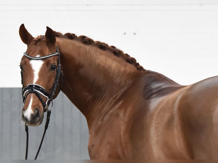 Hanoverian Gelding 5 years 16.2 hh Chestnut-Red in Tiddische