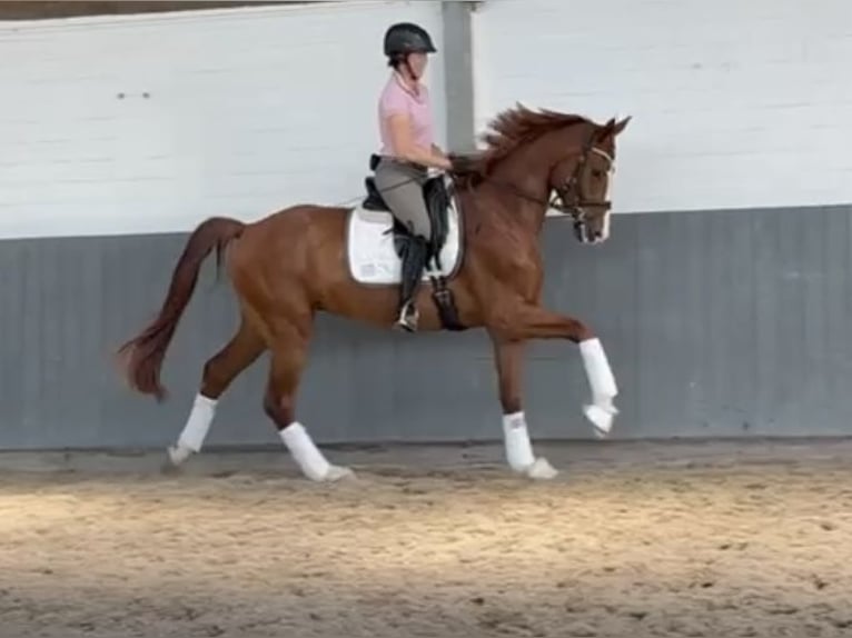Hanoverian Gelding 5 years 16.2 hh Chestnut-Red in Tiddische