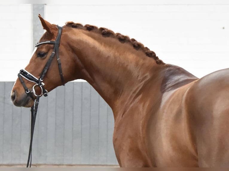 Hanoverian Gelding 5 years 16.2 hh Chestnut-Red in Tiddische