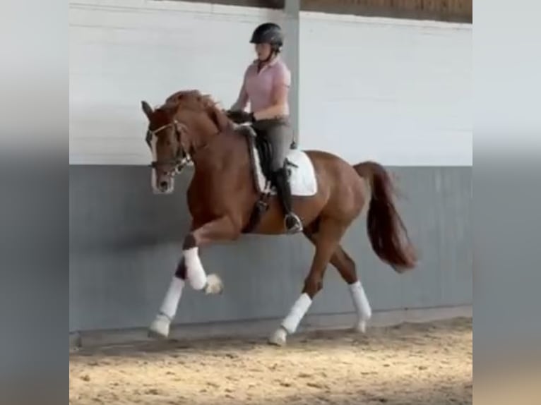 Hanoverian Gelding 5 years 16.2 hh Chestnut-Red in Tiddische