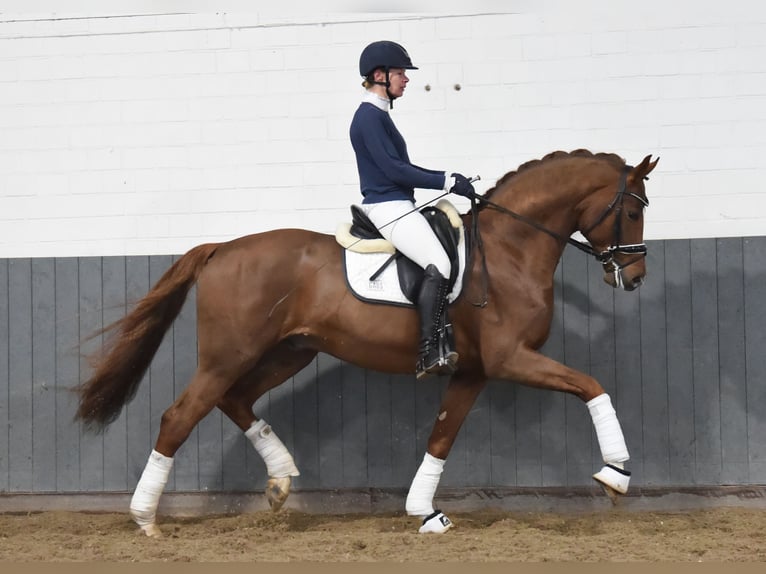 Hanoverian Gelding 5 years 16.2 hh Chestnut-Red in Tiddische
