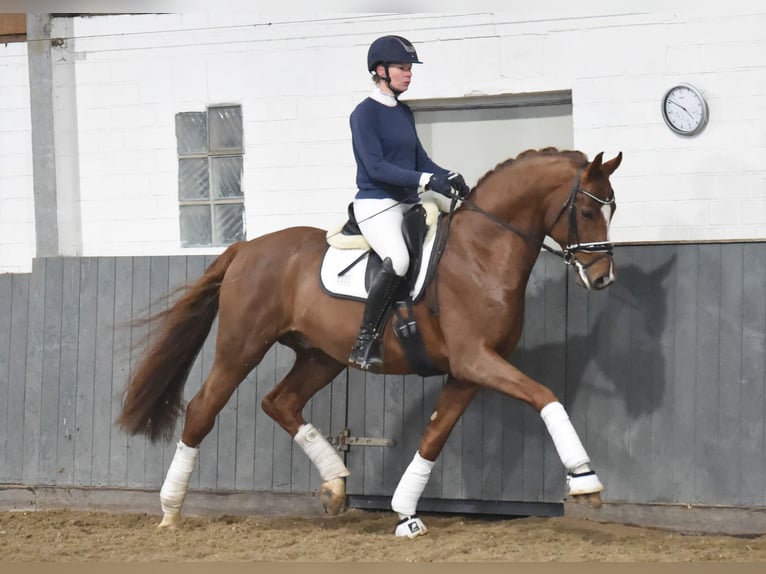Hanoverian Gelding 5 years 16.2 hh Chestnut-Red in Tiddische