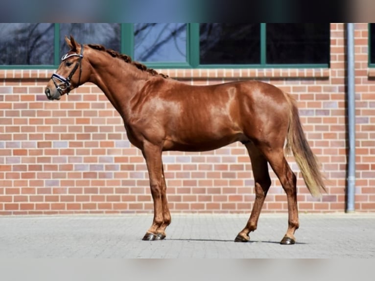 Hanoverian Gelding 5 years 16,2 hh Chestnut-Red in Schömberg