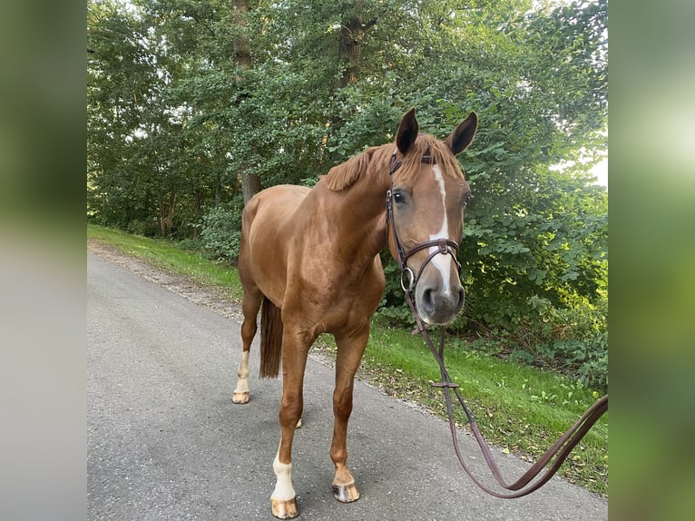 Hanoverian Gelding 5 years 16,2 hh Chestnut-Red in Wagenfeld