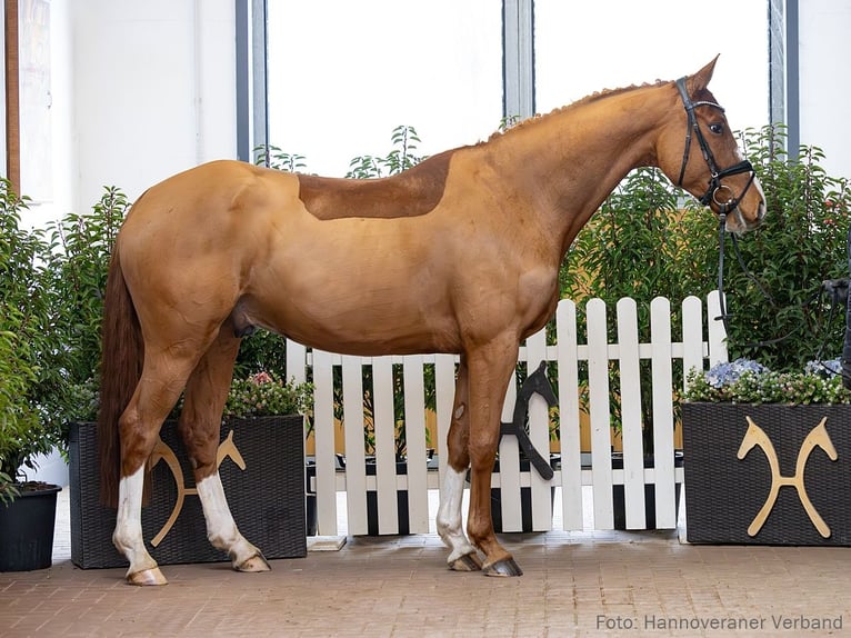 Hanoverian Gelding 5 years 16.2 hh Chestnut in Verden