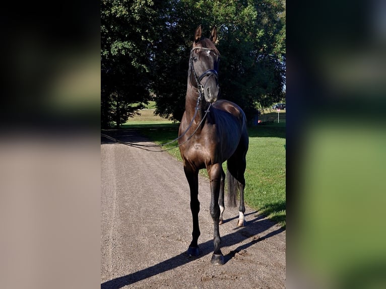 Hanoverian Gelding 5 years 16,2 hh in Hamburg Kirchwerder