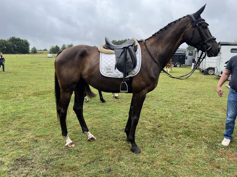 Hanoverian Gelding 5 years 16,2 hh in Hamburg Kirchwerder