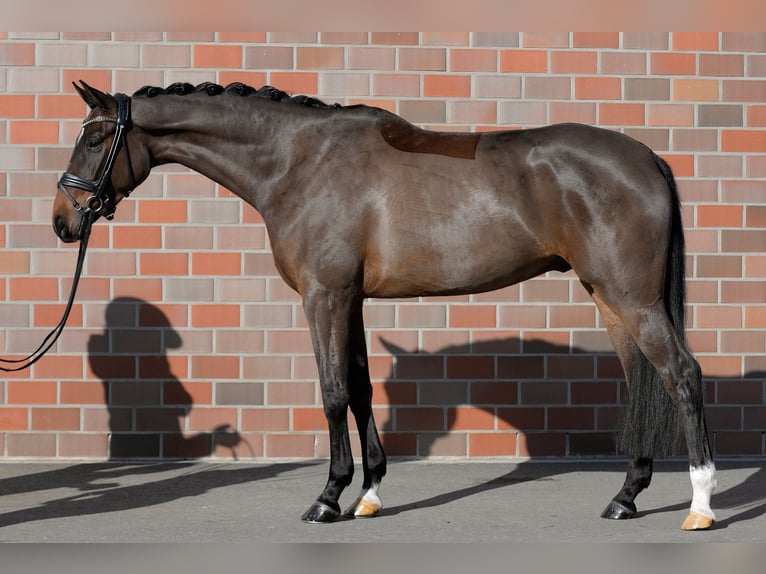 Hanoverian Gelding 5 years 16,2 hh in Sassenberg