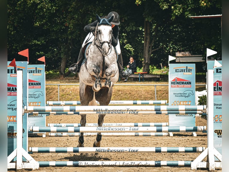 Hanoverian Gelding 5 years 16,2 hh Gray in Dillenburg