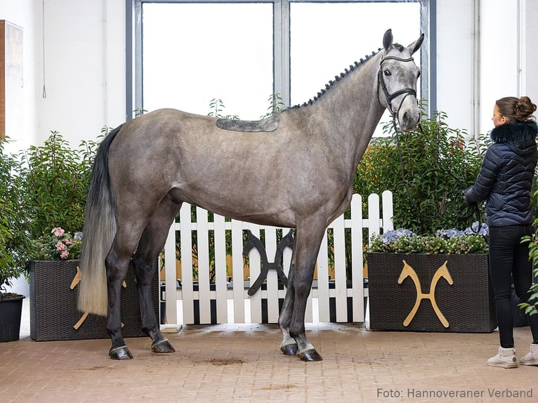 Hanoverian Gelding 5 years 16.2 hh Grey in Verden