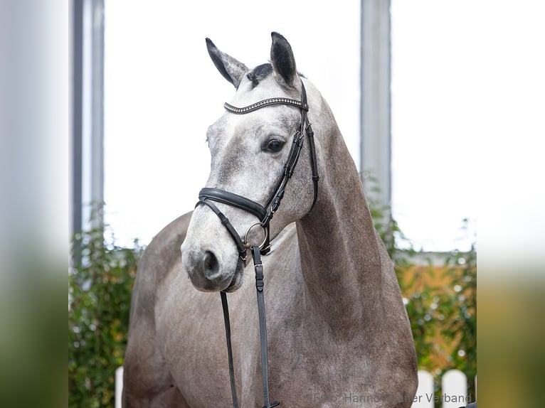 Hanoverian Gelding 5 years 16.2 hh Grey in Verden