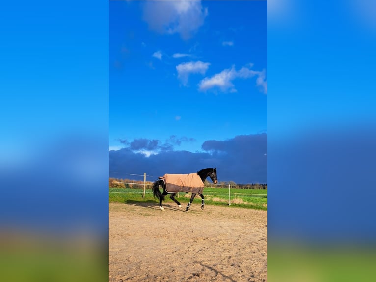 Hanoverian Gelding 5 years 16,3 hh Bay-Dark in Hungen