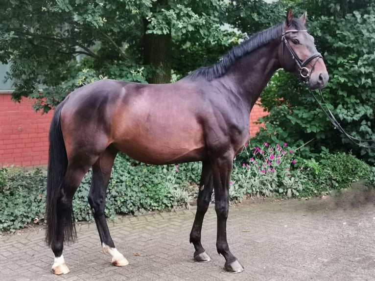 Hanoverian Gelding 5 years 16,3 hh Bay-Dark in Hungen